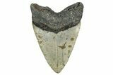 Fossil Megalodon Tooth - North Carolina #349353-2